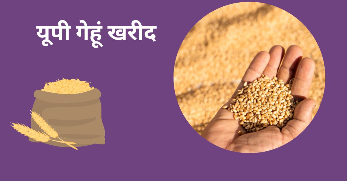 यूपी गेहूं खरीद